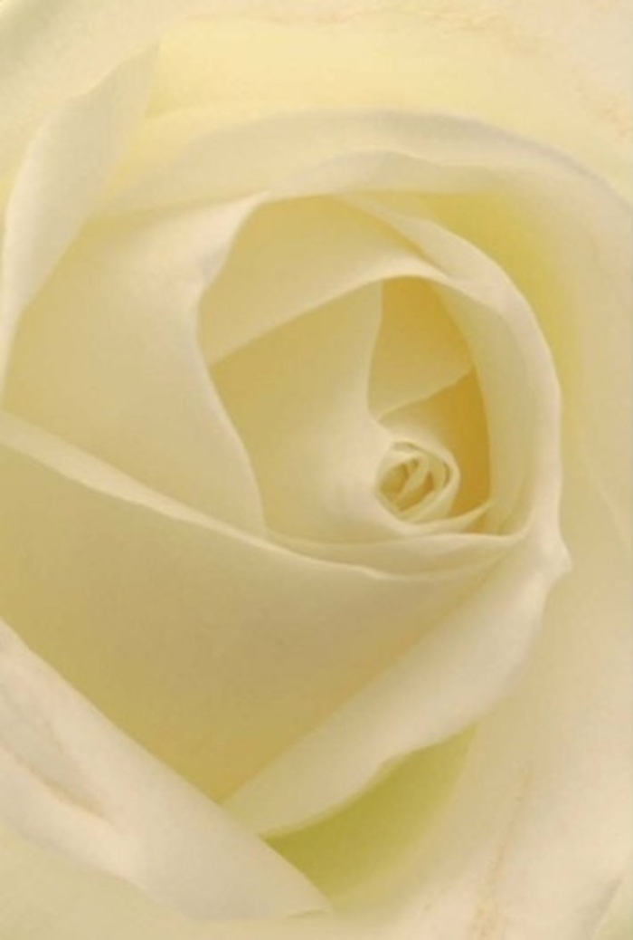 This close study of a classic white rose, as arranged by an Upper Norwood florist, reveals tranquility and sophistication in every curve. Smooth gradients of white and cream drift across the petals, echoing the soft glow of afternoon sunlight as seen along Beulah Hill. The flower's composition is meticulously crafted, each petal unfurling toward the spiraled heart-a symbol of both purity and heartfelt emotion. There's a serene luminosity as gentle light flows through the petals, suggesting the bloom is illuminated from within; shadows play delicately in the folds, enhancing its natural beauty. Such a rose is the perfect offering for romantic gestures, sincere apologies, or as an elegant centrepiece for weddings and celebrations in Upper Norwood. Its subtle scent seems to drift on the breeze from Norwood Park, carrying with it memories of thoughtfulness and fresh beginnings. The image evokes not just the artistry of local florists, but also the quiet resilience embodied in every enduring petal-a fitting tribute to mark life's most meaningful moments in our community.
