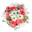 This artfully crafted bouquet, inspired by the vibrant spirit of Upper Norwood and its leafy avenues, captures spring's exuberance in a swirl of white, coral-pink, and verdant green. At its radiant core, bold white daisies shine out, their lime-centered faces reminiscent of the simple joys found in a favourite spot along Church Road. Encircling them, sumptuous, ruffled coral-pink carnations add a lively texture, their plushness offset by the airy lightness of gypsophila that floats between clusters of blooms. Graceful eucalyptus leaves and emerald sprigs create a lush frame and a subtle hint of fragrance, while the occasional blush-pink alstroemeria bud offers a delicate counterpoint and a reminder of beauty yet to come. Each stem is positioned with care, producing a harmonious circular arrangement full of gentle optimism. The bouquet's overall mood is fresh, joyful, and elegant-ideal for sending a birthday wish, expressing encouragement, or marking life's happiest milestones in SE19. Set against a white background, its colours and contours leap to the eye, embodying the thoughtful artistry and passion of Upper Norwood Florist, ready to deliver a burst of cheer to local homes and celebrations.